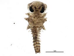 Image of Epeorus