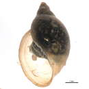 Image of <i>Physella anatina</i>