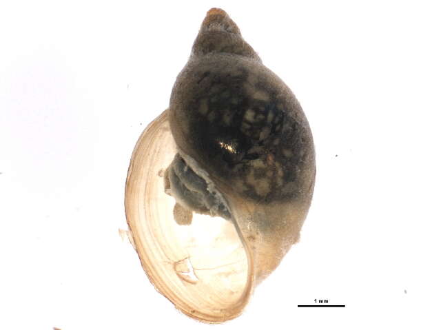 Image of <i>Physella anatina</i>