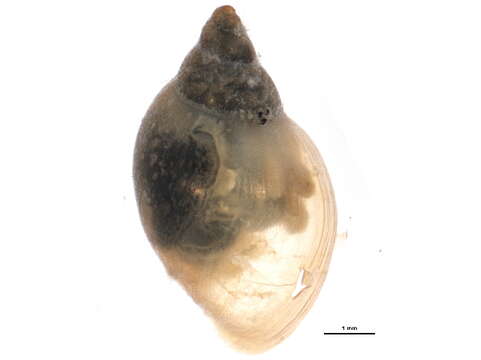 Image of <i>Physella anatina</i>