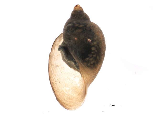 Image of <i>Physella anatina</i>