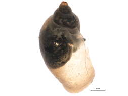 <i>Physella anatina</i> resmi