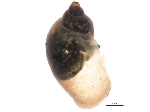 Image of <i>Physella anatina</i>