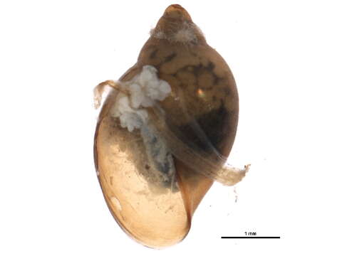 <i>Physella anatina</i> resmi