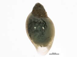 Image of <i>Physella anatina</i>