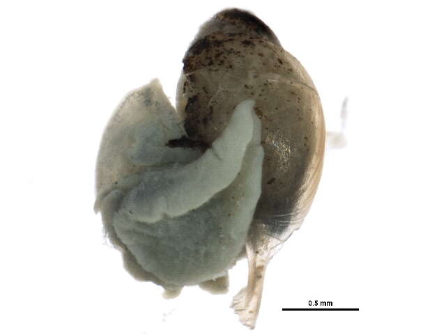 Image of <i>Physella anatina</i>