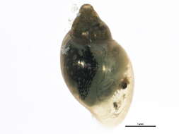 Image of <i>Physella anatina</i>