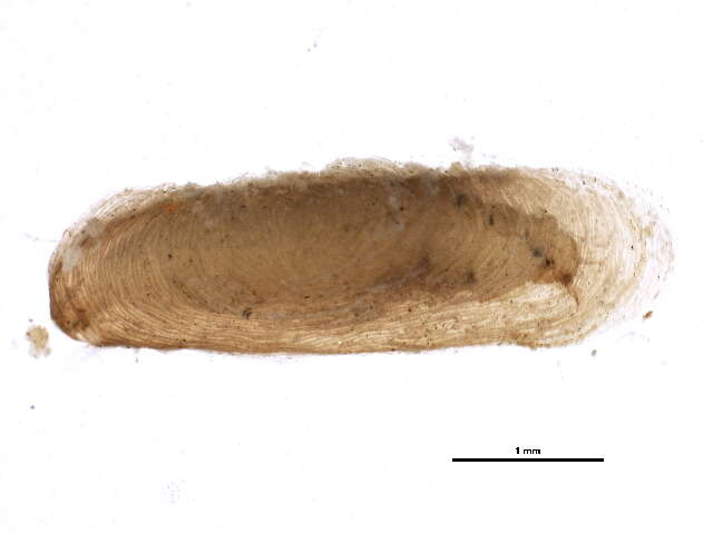 Sivun Ecnomus turgidus Neboiss 1982 kuva