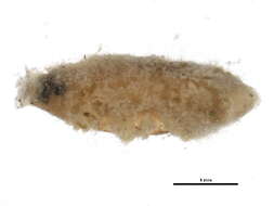 Image of Ochrotrichia