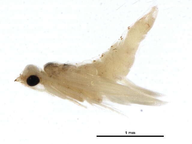 Image of Ochrotrichia