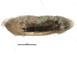 Image of Ochrotrichia