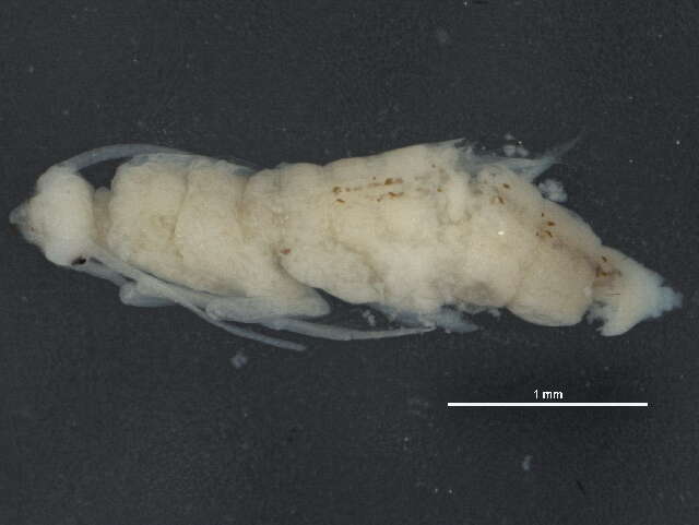 Image of Ochrotrichia