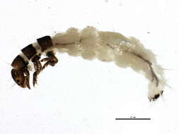 Image of Ochrotrichia