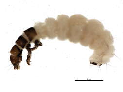 Image of Ochrotrichia