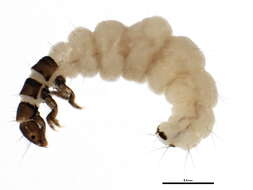 Image of Ochrotrichia