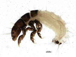 Image of Ochrotrichia