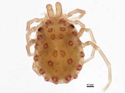 Image of Sperchonopsis