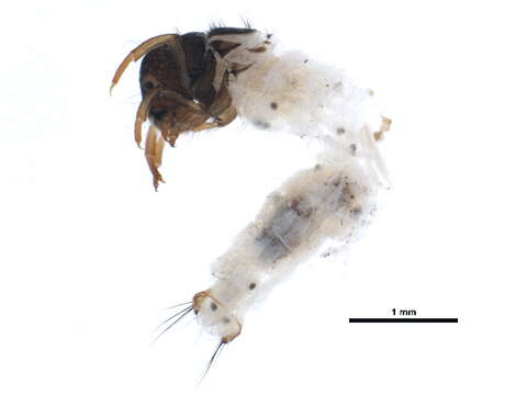 صورة Lepidostoma (Neodinarthrum) pluviale (Milne 1936)