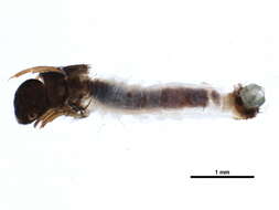 صورة Lepidostoma (Neodinarthrum) pluviale (Milne 1936)