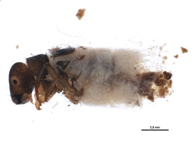 صورة Lepidostoma (Neodinarthrum) pluviale (Milne 1936)