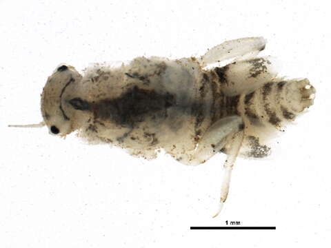 Plancia ëd Tricorythodes explicatus (Eaton 1892)