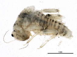 Plancia ëd Tricorythodes explicatus (Eaton 1892)