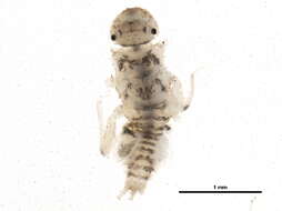 Image of Tricorythodes explicatus (Eaton 1892)