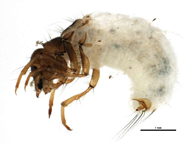 صورة Lepidostoma (Nosopus) unicolor (Banks 1911)