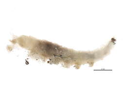Image of Hemerodromia