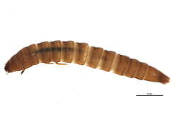 Image of Ordobrevia nubifer (Fall 1901)