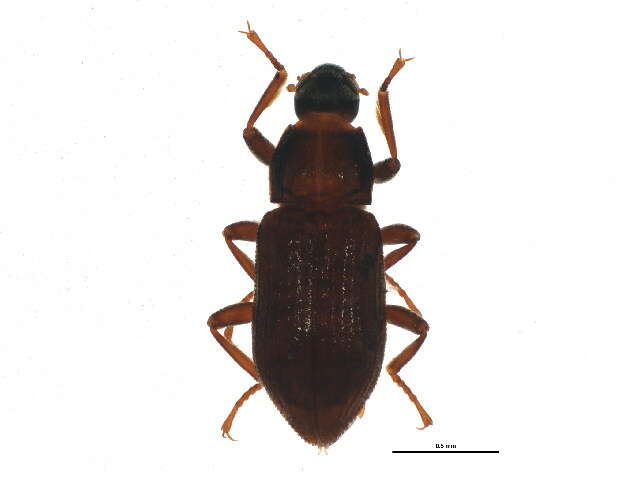 Image of Ordobrevia nubifer (Fall 1901)