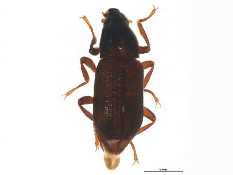 Image of Ordobrevia nubifer (Fall 1901)