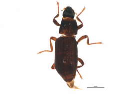 Image of Ordobrevia nubifer (Fall 1901)