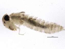 Image of Callibaetis