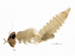 Image de Ephemeroptera