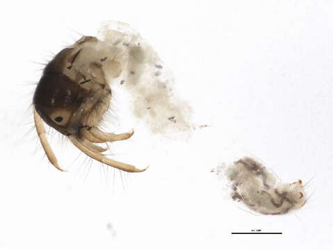 Image of snail-case caddisflies