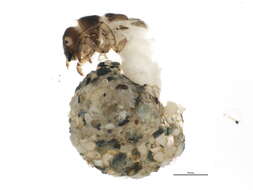 Image of snail-case caddisflies