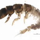 Image of Ceratopsyche oslari (Banks 1905)