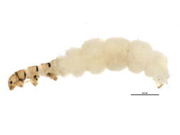 Image of Hydroptila arctia Ross 1938
