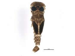 Image of Ecdyonurus criddlei (McDunnough 1927)