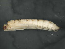 Image of bushtailed caddisflies