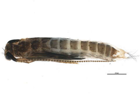 Lepidostoma (Neodinarthrum) pluviale (Milne 1936) resmi