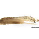 Image of Lepidostoma (Neodinarthrum) rayneri Ross 1941