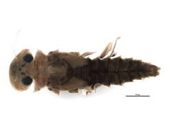 Image of Epeorus