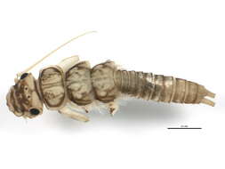 Image of Acroneuriinae