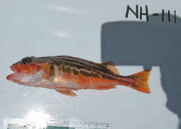 Image of Greenstriped rockfish