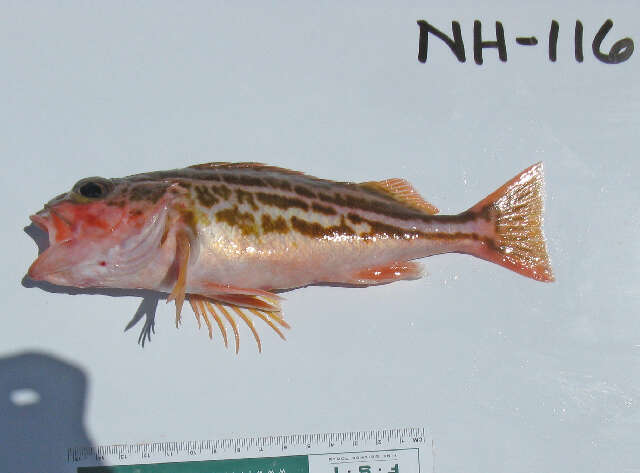 Image of Greenstriped rockfish