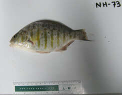 Image of Barred surfperch