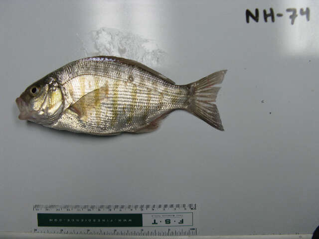 Image of Barred surfperch