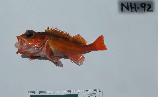 Image of Swordspine rockfish